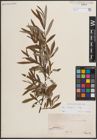 Foto von Salix eleagnos Scop.